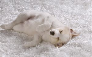 Preview wallpaper shaggy rug, white dog, puppy
