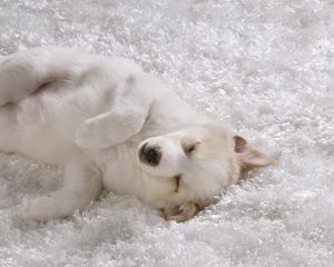 Preview wallpaper shaggy rug, white dog, puppy