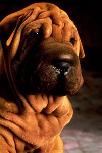 Preview wallpaper shar pei, animals, brown, dog, shadow