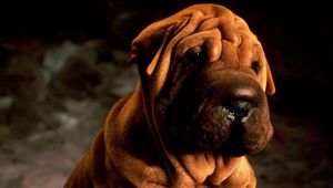 Preview wallpaper shar pei, animals, brown, dog, shadow