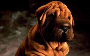 Preview wallpaper shar pei, animals, brown, dog, shadow