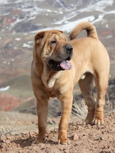 Preview wallpaper shar pei, dog, break, waiting