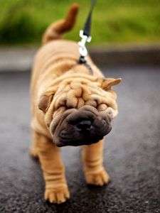 Preview wallpaper shar pei, dog, face, folds, leash, puppy