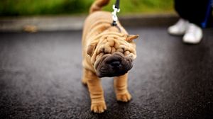 Preview wallpaper shar pei, dog, face, folds, leash, puppy