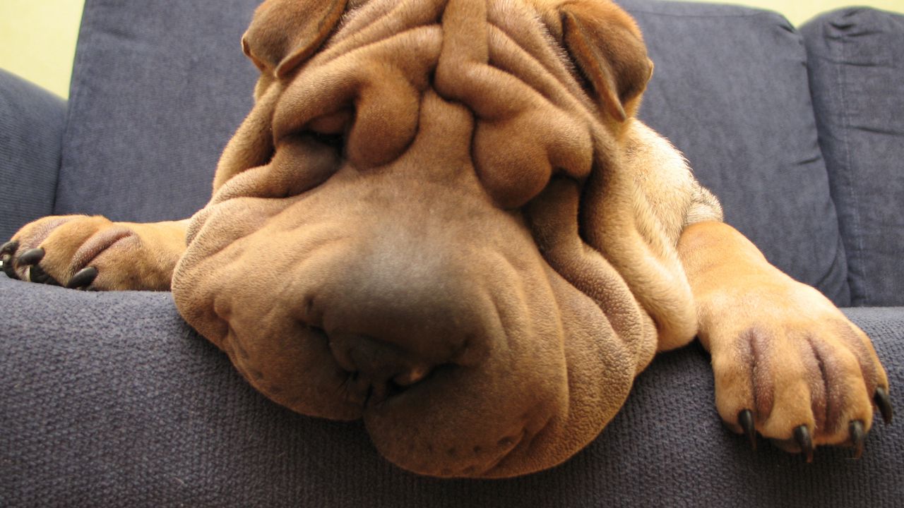 Wallpaper shar pei, dog, face, wrinkles