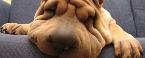 Preview wallpaper shar pei, dog, face, wrinkles