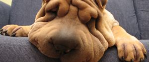 Preview wallpaper shar pei, dog, face, wrinkles