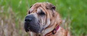 Preview wallpaper shar pei, dog, muzzle, collar