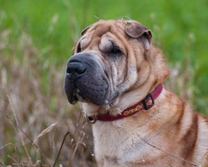 Preview wallpaper shar pei, dog, muzzle, collar