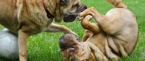 Preview wallpaper shar pei, dog, playful, puppies