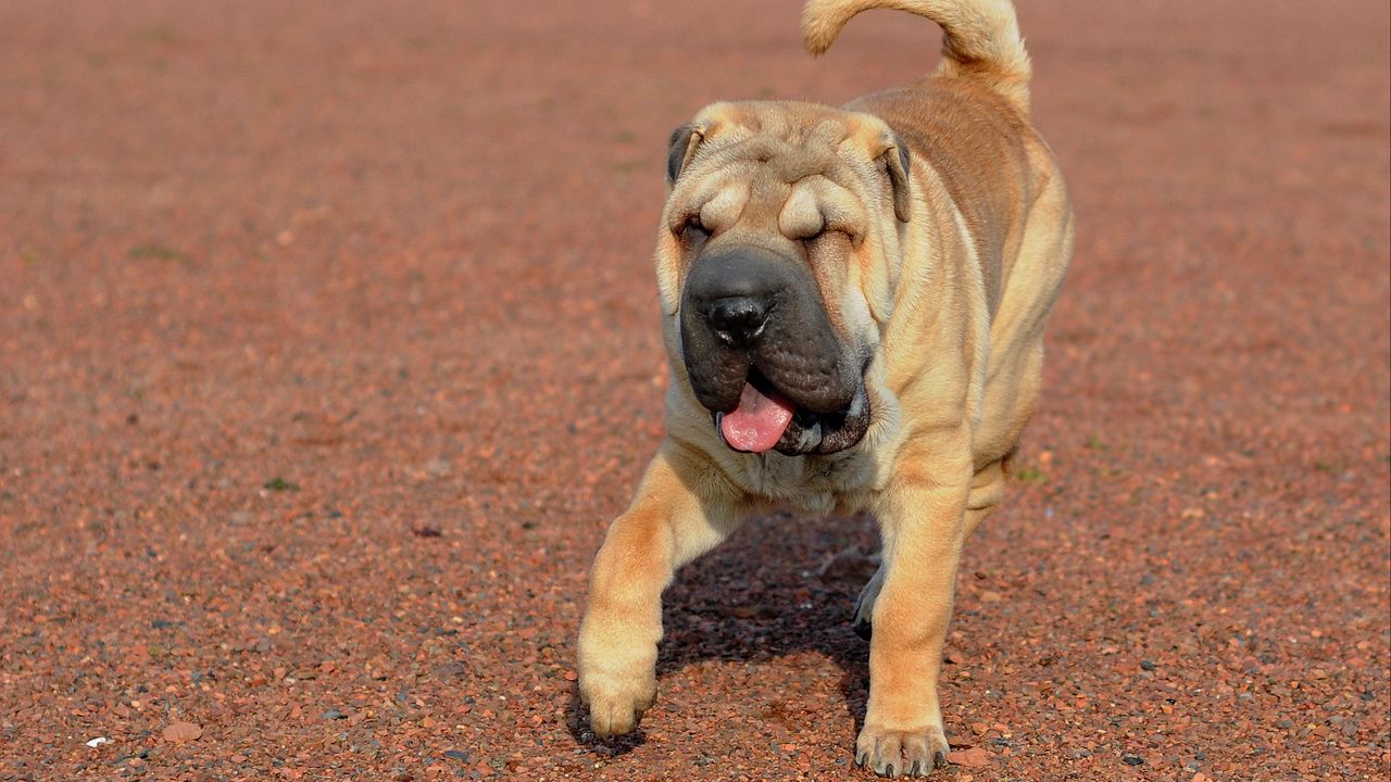 Wallpaper shar pei, dog, walk, protruding tongue