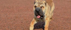 Preview wallpaper shar pei, dog, walk, protruding tongue