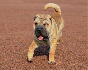 Preview wallpaper shar pei, dog, walk, protruding tongue