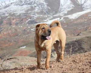 Preview wallpaper shar pei, dog walking, puppy