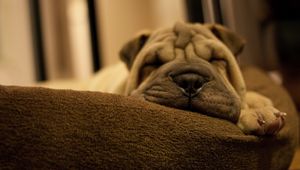 Preview wallpaper shar pei, face, eyes, puppy, sleepy