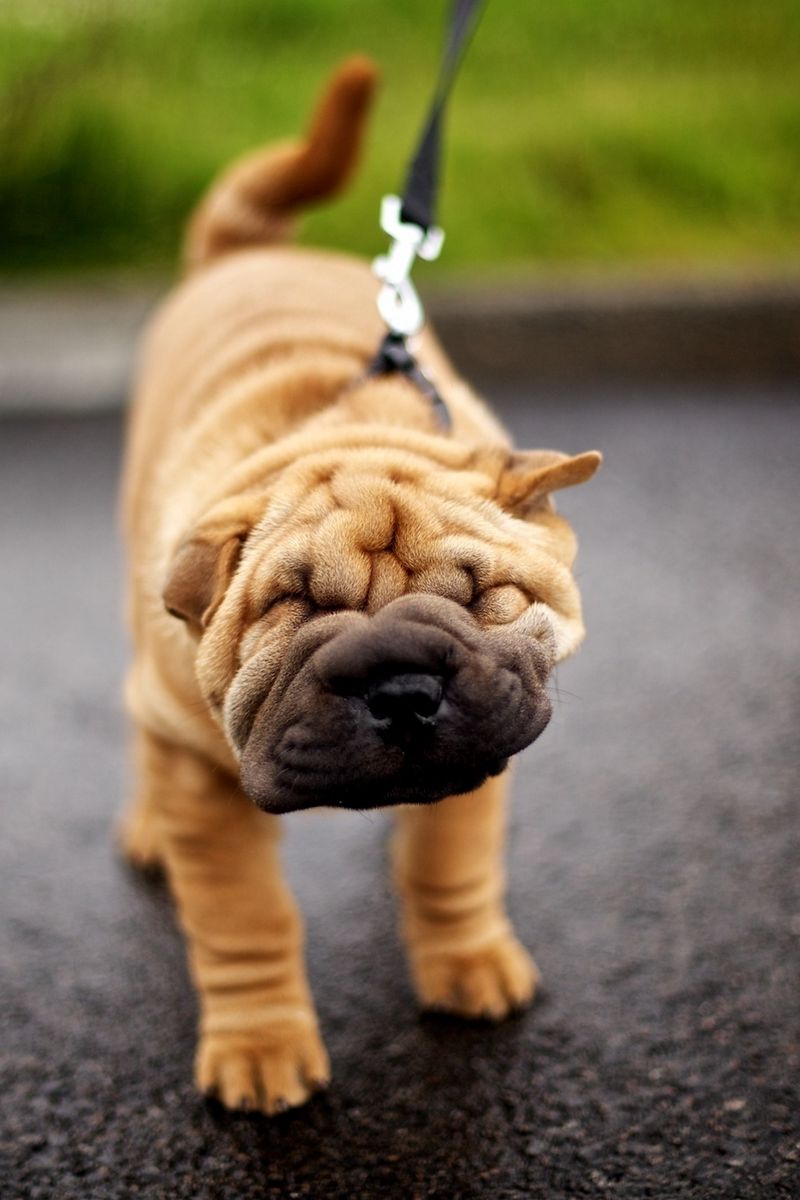 2,647 Chinese Shar Pei Royalty-Free Photos and Stock Images | Shutterstock