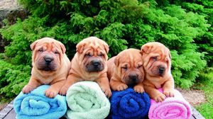 Preview wallpaper shar pei, puppies, lots of, towels, sit