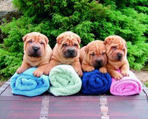 Preview wallpaper shar pei, puppies, lots of, towels, sit