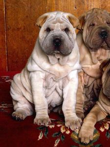 Preview wallpaper shar pei, puppies, three, color, hair