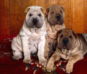 Preview wallpaper shar pei, puppies, three, color, hair
