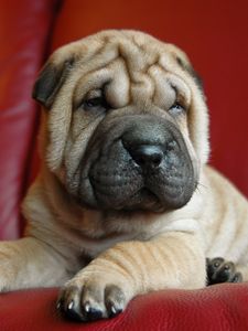 Preview wallpaper shar pei, puppy, dog, muzzle