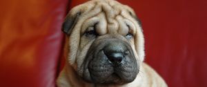 Preview wallpaper shar pei, puppy, dog, muzzle