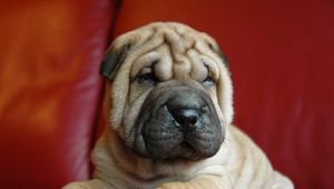 Preview wallpaper shar pei, puppy, dog, muzzle