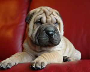 Preview wallpaper shar pei, puppy, dog, muzzle