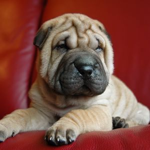 Preview wallpaper shar pei, puppy, dog, muzzle