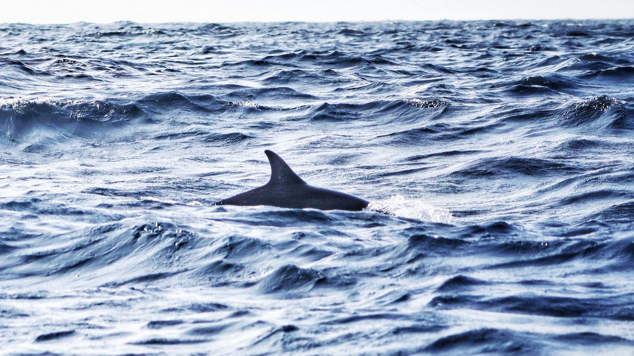 Wallpaper shark, fin, sea, waves