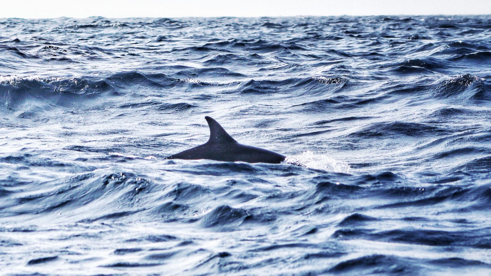 1920x1080 Wallpaper shark, fin, sea, waves