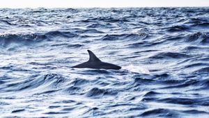 Preview wallpaper shark, fin, sea, waves