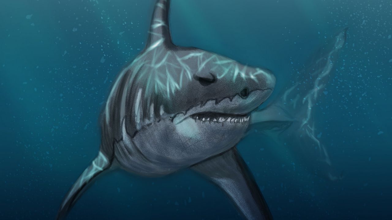 Wallpaper shark, fish, predator, under water, sea, art