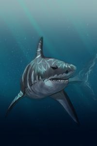 Preview wallpaper shark, fish, predator, under water, sea, art