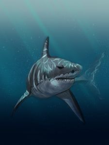 Preview wallpaper shark, fish, predator, under water, sea, art