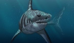 Preview wallpaper shark, fish, predator, under water, sea, art