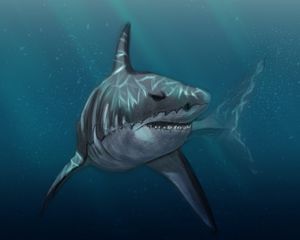 Preview wallpaper shark, fish, predator, under water, sea, art