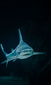 Preview wallpaper shark, fish, predatory, aquarium