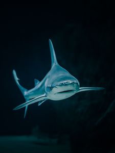 Preview wallpaper shark, fish, predatory, aquarium