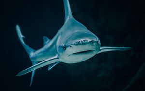 Preview wallpaper shark, fish, predatory, aquarium