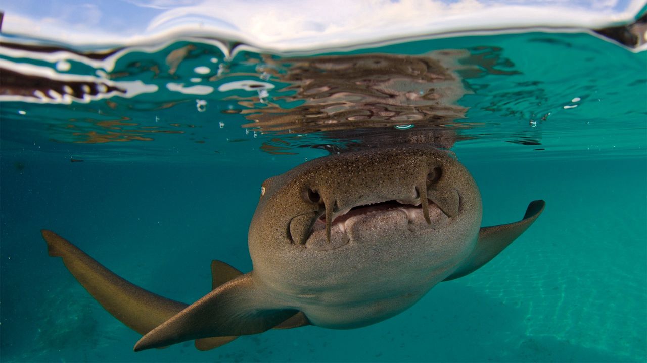 Wallpaper shark, fort walton beach, florida, underwater world