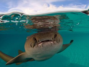 Preview wallpaper shark, fort walton beach, florida, underwater world