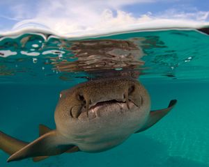Preview wallpaper shark, fort walton beach, florida, underwater world
