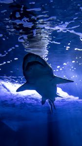 Preview wallpaper shark, predator, fish, underwater world, blue