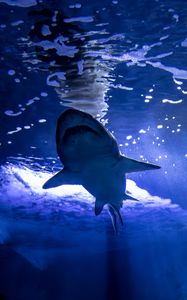 Preview wallpaper shark, predator, fish, underwater world, blue