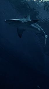 Preview wallpaper shark, predator, fish, dark
