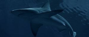 Preview wallpaper shark, predator, fish, dark