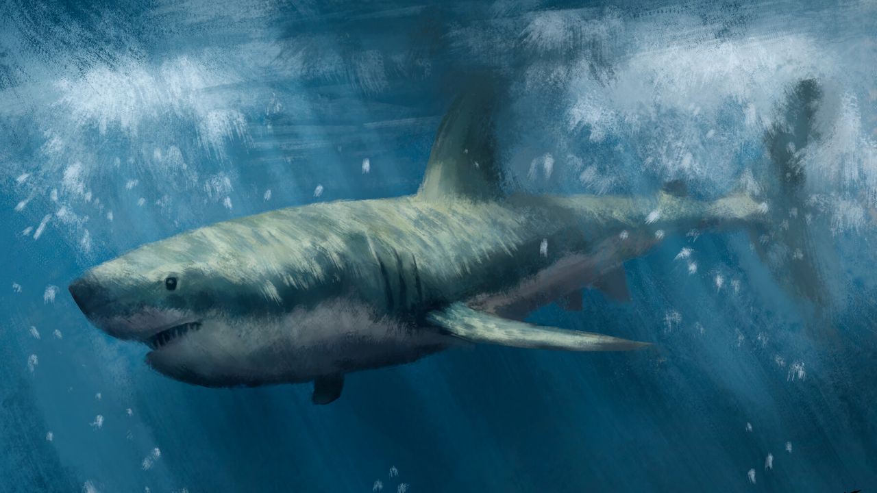 Wallpaper shark, predator, sea, underwater, art