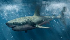 Preview wallpaper shark, predator, sea, underwater, art