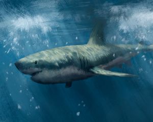 Preview wallpaper shark, predator, sea, underwater, art